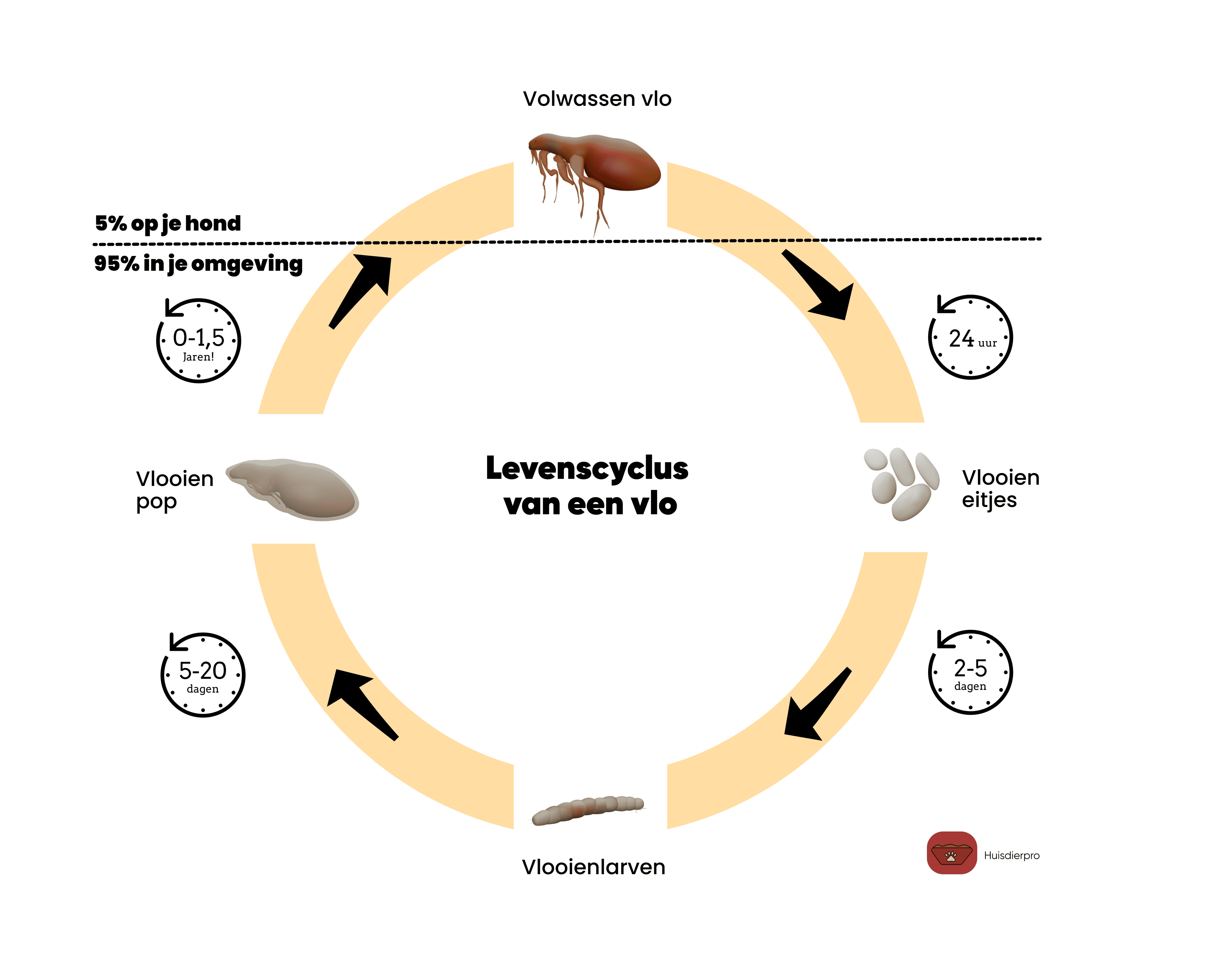 Levenscyclus van een vlo