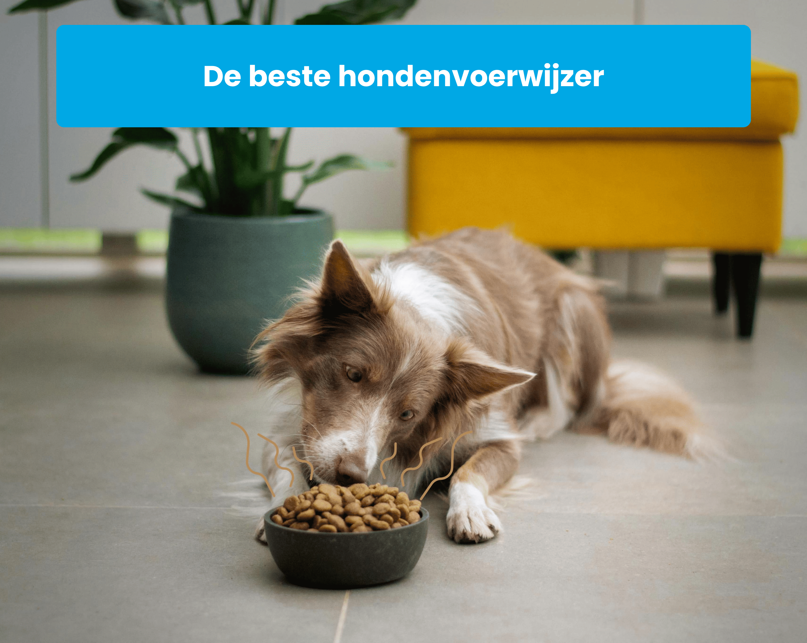 De beste hondenvoerwijzer